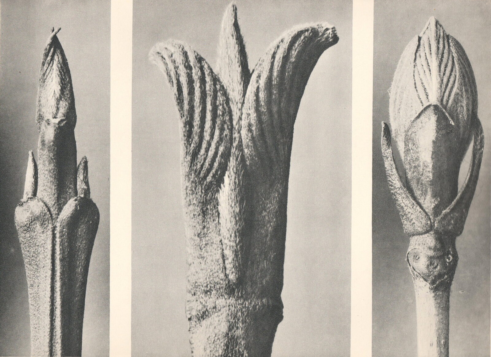 Bud Study (triptych)