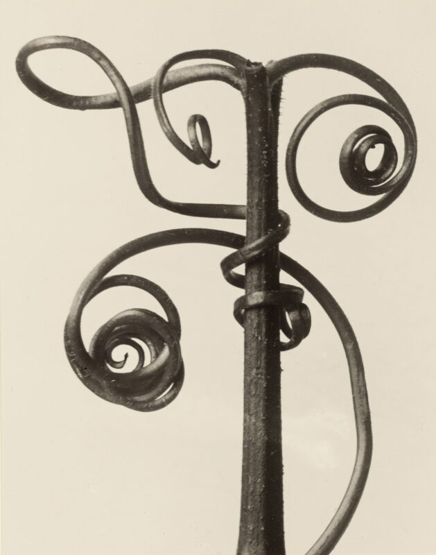Tendril — edition of 20